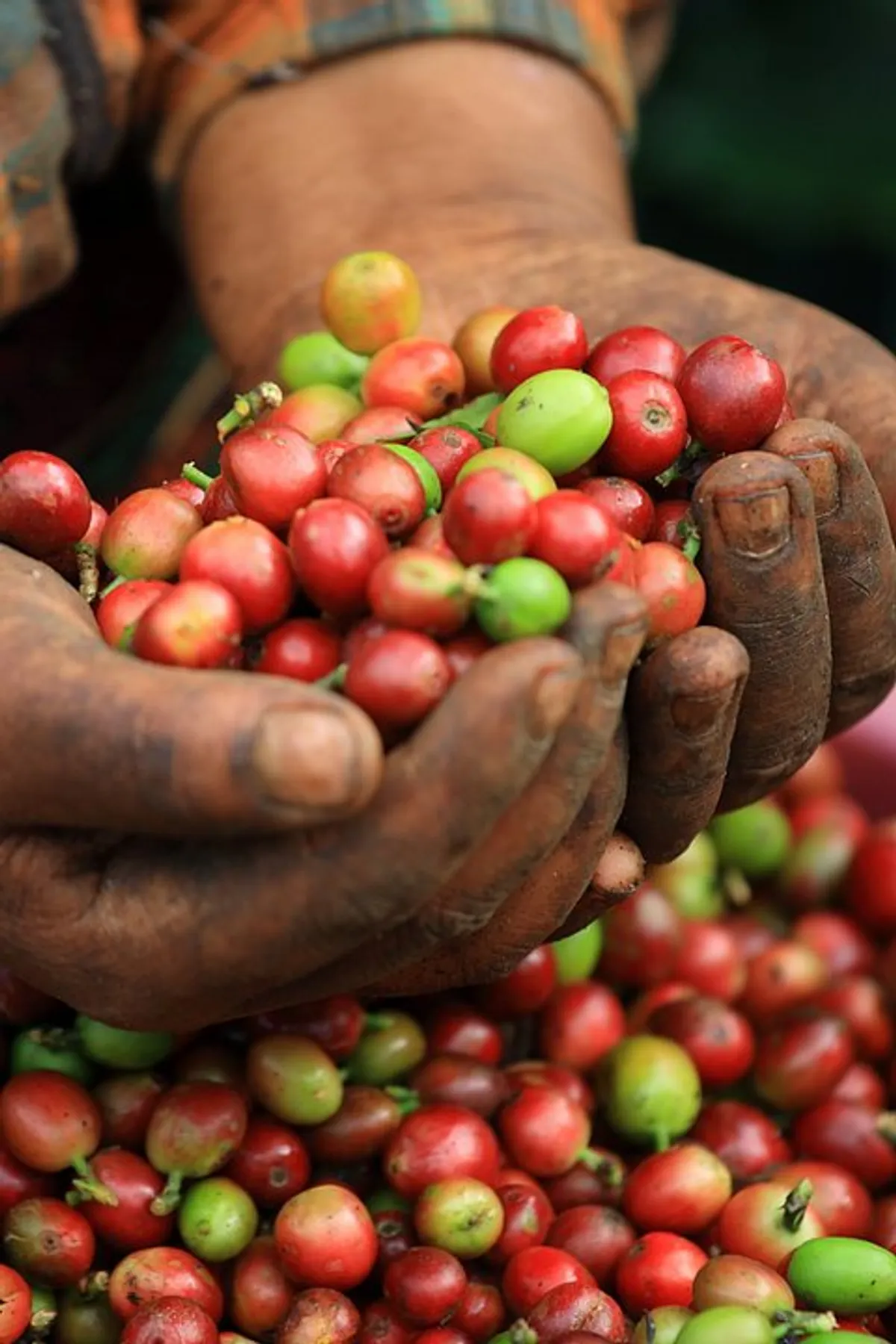 arabica lao 1