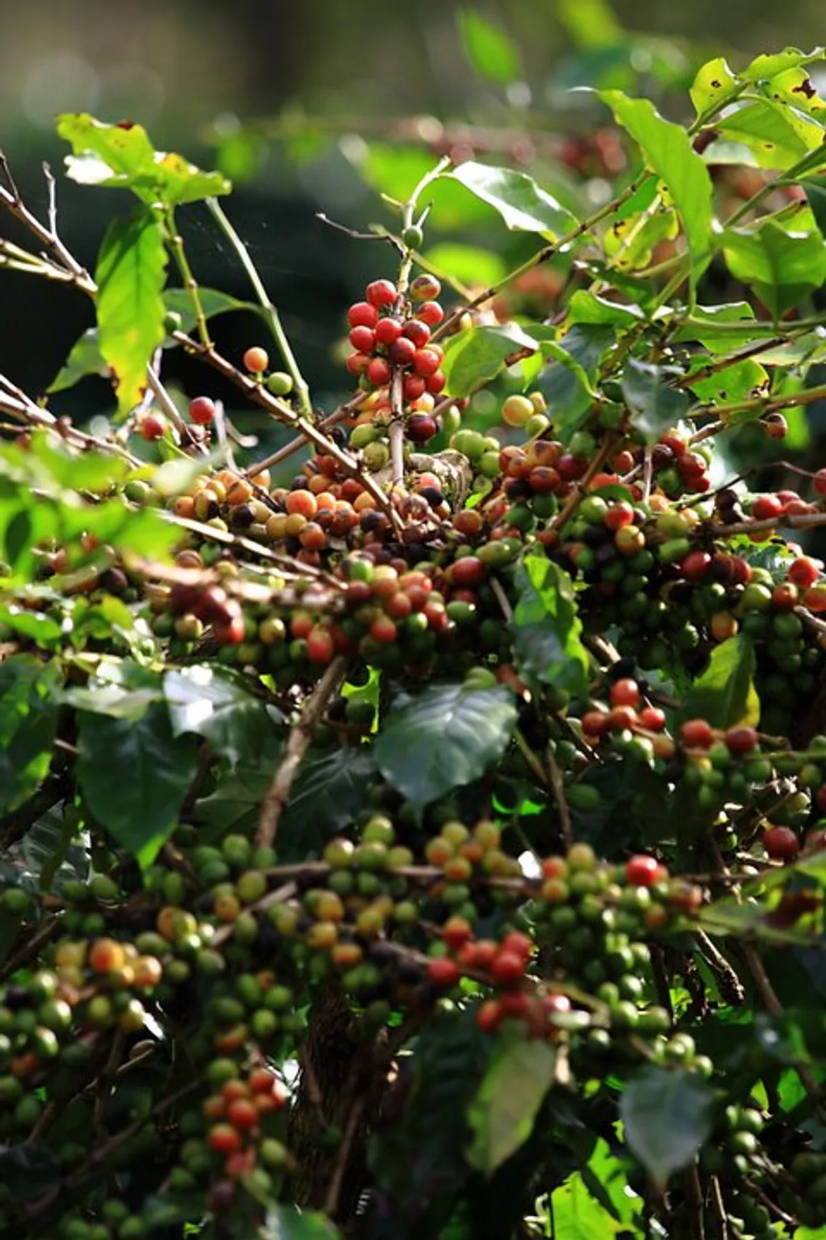 arabica lao 2