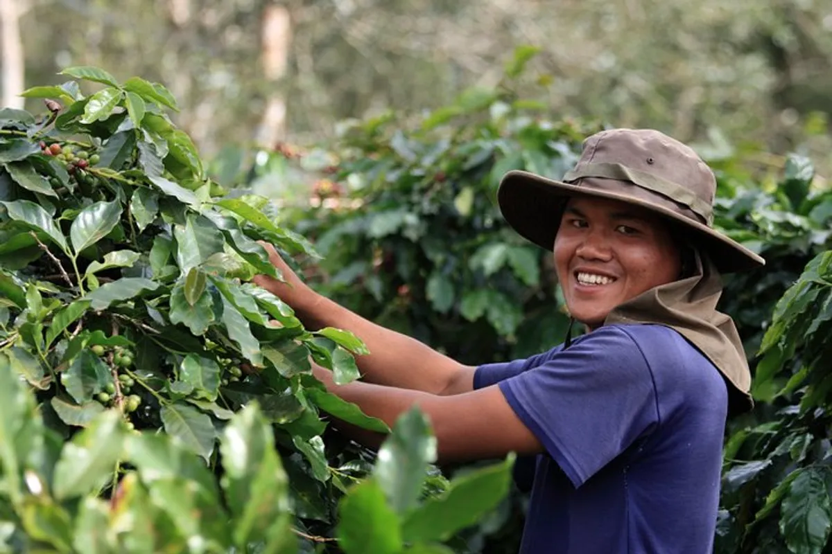 arabica lao